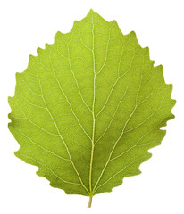 Aspen leaf