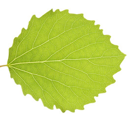Aspen green leaf