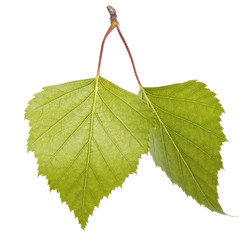 Two birch leaves