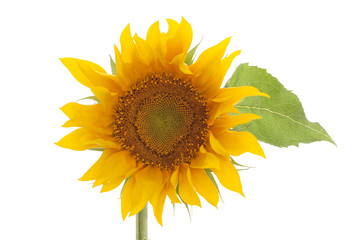 sunflower isolated on white background with leaves