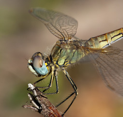 dragonfly portrait