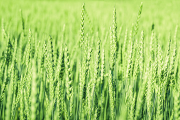 Beautiful morning grass in green field for wallpaper
