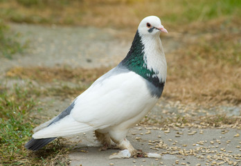 Pigeon