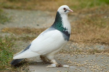 Pigeon