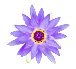 Crédence de cuisine en verre imprimé Nénuphars Purple water lily with violet pollen