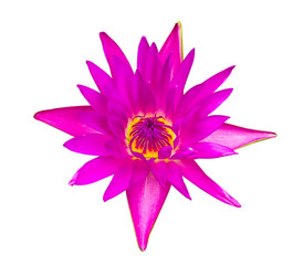 Dark pink water lily isolated
