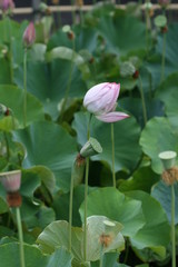 Obraz na płótnie Canvas lotus flower