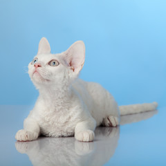 Devon Rex on blue background