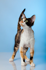 Devon Rex on blue background