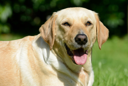 Hundekopf