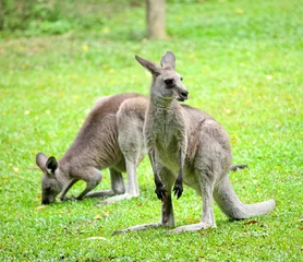 Abwaschbare Fototapete Känguru Känguru