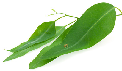 pépites et paillettes d'or sur feuille d'eucalyptus