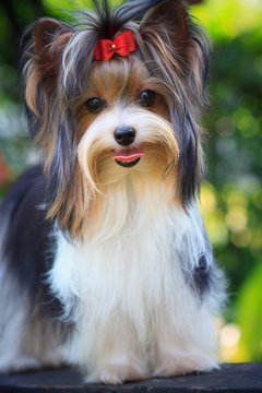 biver yorkshire terrier dog in home