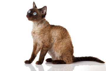 Devon Rex. Portrait on a white background