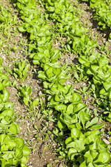 cultivation of salad, vegetable garden