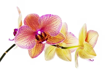 Abwaschbare Fototapete Orchideen © aldorado