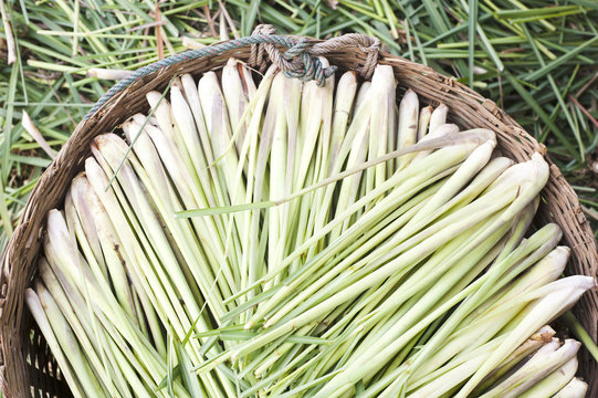 Lemon grass in backet
