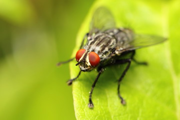 closeup of a fly