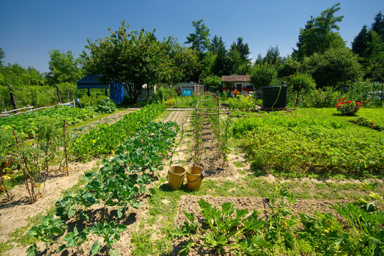 Potager bio.