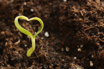Young Green Heart-Shape Plant