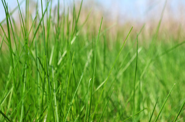 Fototapeta na wymiar green grass in the meadow