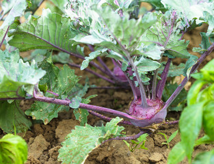 Kohlrabi in the garden