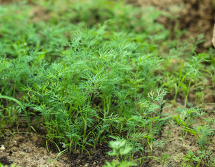 Dill in the garden