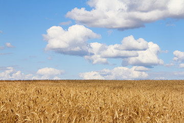 Naklejka premium Wheat field under blue sky
