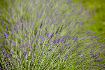 Lavender Flowers