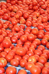 Fresh market produce of tomatoes