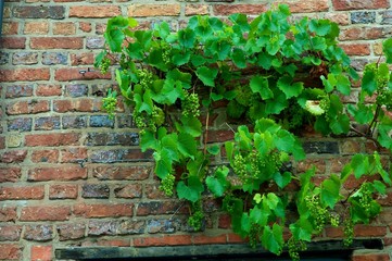 Vigne sur mur de brique
