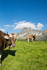 Fototapeta na wymiar Szczęśliwe krowy