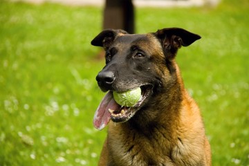 Dog with ball