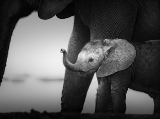 Babyolifant naast Koe (Artistieke bewerking)