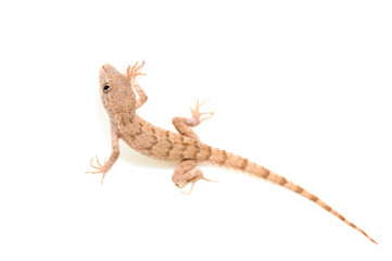 lizard on white background