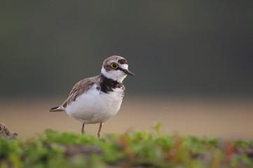 pose de petit gravelot 2