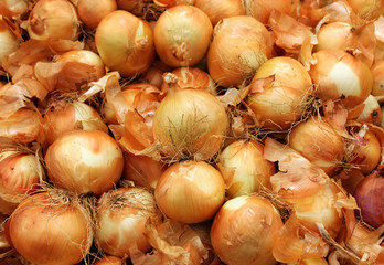 harvest onions