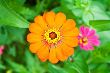 zinnia flower