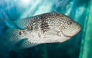 fish in aquarium