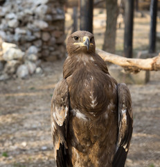 an eagle at the zoo