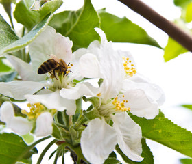 Beautiful flowers on a tree in the spring
