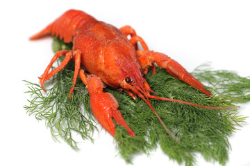 Red lobster