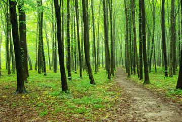 Obraz premium forest