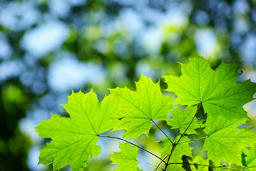 Fototapeta premium leaves background