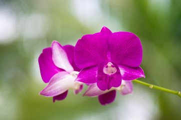 orchid