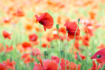 red poppy