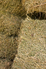 dry hay in the background