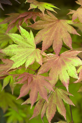 acer shirasawanum 'autumn moon' summer foliage