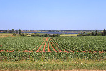 Prince Edward Island potato field