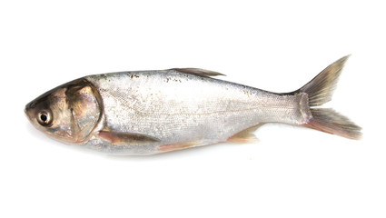 carp on a white background